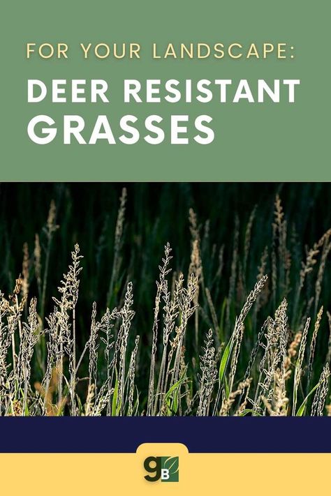 Deer can be a big problem when it comes to landscaping. They love to munch on plants, trees, and flowers. But don't worry, we've got you covered! Here are 5 deer-resistant ornamental grasses that will keep your landscape looking beautiful all year long (while repelling deer). Tap to learn about each variety's benefits. Deer resistant ornamental grasses / deer resistant perennials ornamental grasses / landscaping with deer resistant plants / low maintenance landscaping front yard deer resistant Front Yard Landscaping Deer Resistant, Backyard Berm Landscaping Ideas, Deer Resistant Ornamental Grasses, Deer Resistant Shade Plants, Deer Resistant Landscaping, Front Walkway Landscaping, Ornamental Grass Landscape, Blue Oat Grass, Low Maintenance Landscaping Front Yard