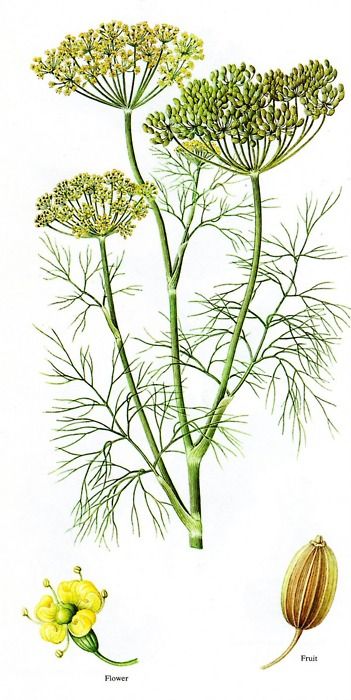 Dill is a short-lived perennial herb which represented wealth to the ancient Greeks.  During the Middle Ages, dill was believed to possess magical powers and could destroy evil spells. In fact, the name is derived from the old Norse word “dilla” meaning “to lull” because it was used to lull babies to sleep, and as an antidote to witchcraft and sorcery. A drink made from dill leaves was the remedy for anyone who believed that a witch had cast a spell on them. Magickal Herbs, Stomach Problems, Perennial Herbs, Herbal Magic, Old Norse, Wild Edibles, The Middle Ages, Healing Herbs, Planting Herbs