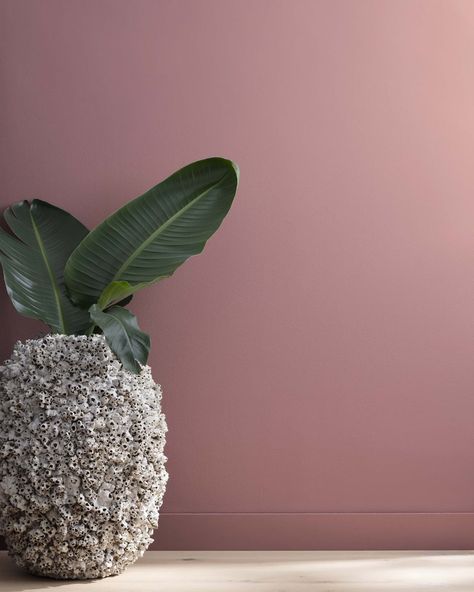 Deep Mauve 1265 | Benjamin Moore Mauve Paint, Mauve Paint Colors, Benjamin Moore Pink, Pink Painted Walls, Dark Brown Furniture, Gray Painted Walls, Pink Paint Colors, Millennial Pink, Brown Furniture