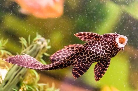 Sucker Fish: The Loricariidae Family | Aquariadise Sucker Fish, Pleco Fish, Turtle Drawing, Diy Tank, Turtle Tank, Background Diy, Cute Fish, Types Of Fish, Pet Fish