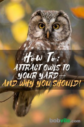 How To Make Bird Houses Diy, Exotic Birds Photography, Owl Boxes, Homestead Planning, Backyard Birds Watching, Backyard Birds Sanctuary, Owl Box, House Kits, Garden Owl