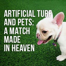 Only artificial grass can provide your pet a safe and clean outdoor playing surface at all times. Learn why they're a perfect match. http://www.heavenlygreens.com/blog/artificial-turf-pets-match-made-in-heaven @heavenlygreens Dog Turf, Artificial Grass For Dogs, Pet Turf, Installing Artificial Turf, Pet Grass, Turf Installation, Artificial Grass Installation, Dog Urine, Pet Paradise