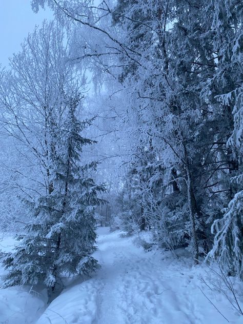 Snowy forest, forest, snow, snowy, nowfall, trees, sweden, canada, winter, december, January, new years, christmas, hot chocolate, coquette, dolette, lanadelrey, sky, aesthetic Winter Animals Aesthetic, Nature, Snowy Landscape Aesthetic, Ice Snow Aesthetic, Winter Scenery Photography, Snowy Dark Academia, Icy Forest Aesthetic, Snowy Places Aesthetic, Nature Aesthetic Winter