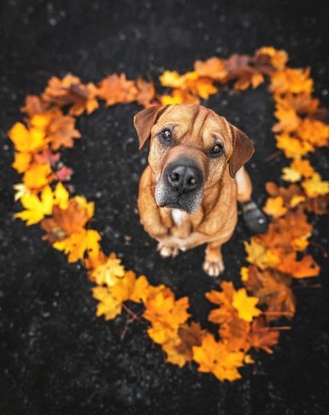 Pumpkin Dog Photoshoot, Cute Fall Dog Pictures, Photo Shoot For Dogs, Dog Pumpkin Photoshoot, Fall Pet Photoshoot, Fall Photo Shoot With Dogs, Halloween Dog Photography, Thanksgiving Dog Photoshoot, Fall Dog Photoshoot With Owner