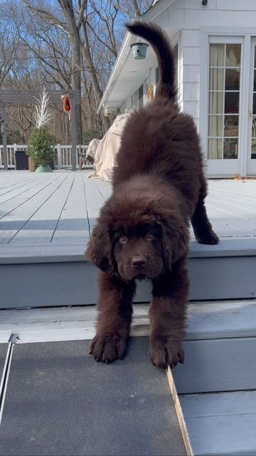 Newfoundland Puppy Aesthetic, New Foundland Dog Puppy, Newfoundland Puppy Brown, Newfiepoo Dogs, Dogs Being Cute, New Foundland Puppy, New Found Land Dog, Big Dogs Aesthetic, Big Cute Dogs