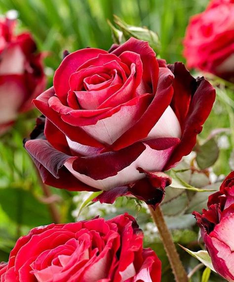 The Red and White Osiria Rose Has Taken the Internet by Storm Hybrid Tea Rose, Rare Roses, White Rose Flower, Rose Seeds, Red And White Roses, Flower Meanings, Growing Roses, Hybrid Tea Roses, Planting Roses