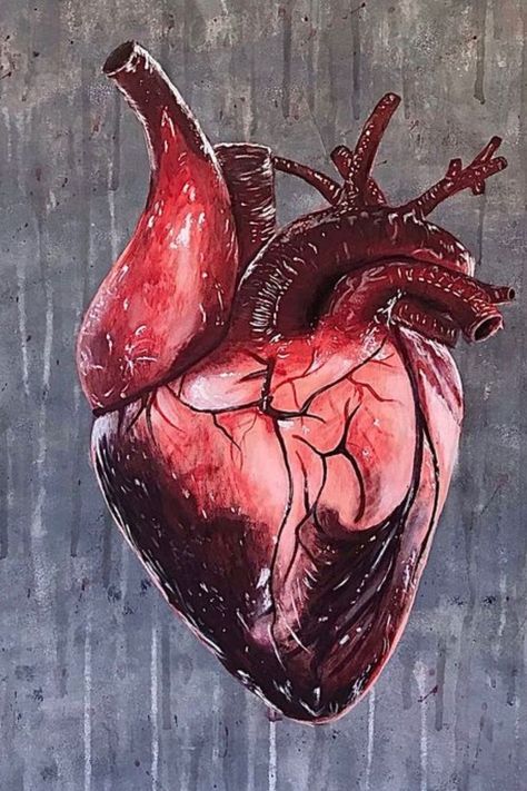 EXTERNAL STRUCTURE OF HEART Human Heart Art, Human Heart Anatomy, Heart Organ, Anatomical Heart Art, Blood Heart, Heart Anatomy, Human Anatomy Art, Blood Art, Circulatory System