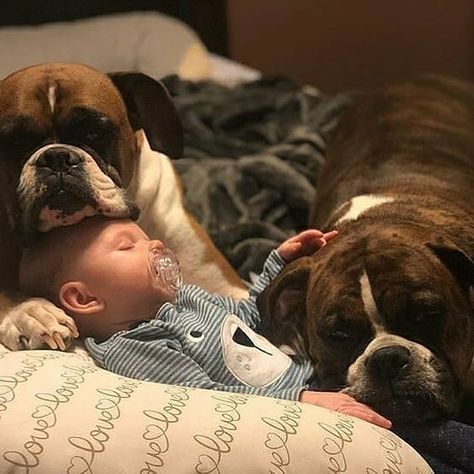 14 Cool Facts About the Boxer Dog Boxer Dogs Brindle, Cute Boxer Puppies, Boxer Dogs Facts, Boxer Breed, Brindle Boxer, Boxer Dogs Funny, Cool Facts, Boxer And Baby, Funny Boxer