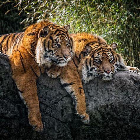 Two Tigers, Sumatran Tiger, Gato Grande, Animale Rare, Majestic Animals, Cat Family, Large Cats, Hyena, Animal Planet