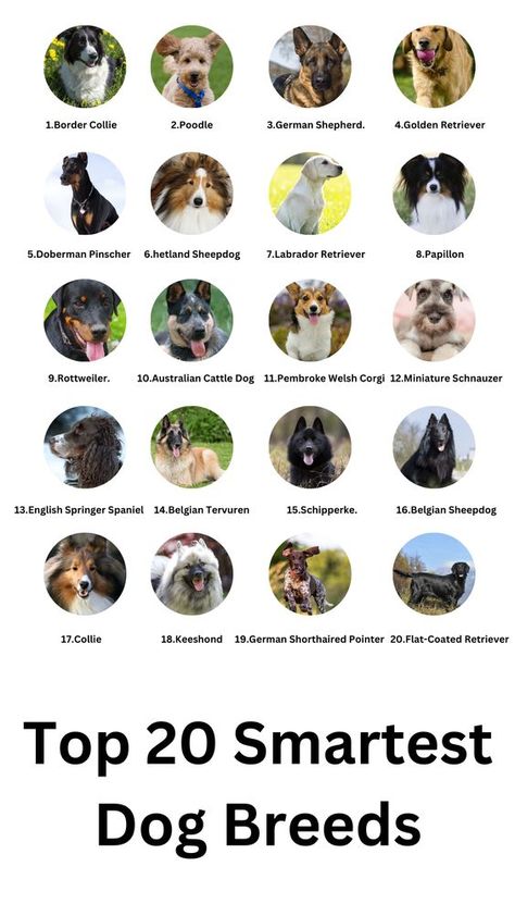 Protection Dogs Breeds, Cute Guard Dogs, Athletic Dog Breeds, Guard Dogs Breeds, Types Of Dogs Breeds List, Types Of Big Dogs, Dogs Breeds Large, Small Dogs Breed, Dog Breeds Big