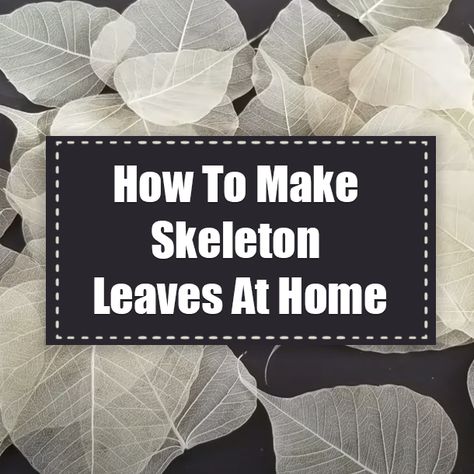 How To Make Skeleton Leaves, Skeleton Leaves, Leaf Skeleton, Tissue Flowers, Autumn Quotes, Facebook Image, Social Media Site, Chemicals, Skeleton