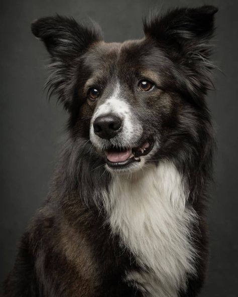 Pet Portraits Photography, Funny Dog Faces, Dog Portraits Art, Wild Animals Pictures, Animal Portraits Art, Australian Shepherd Dogs, Dog Photograph, Cute Dog Pictures, Dog Projects