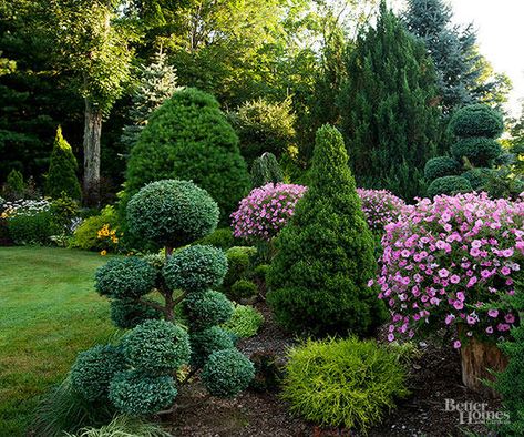 Plant a conifer in your yard for a low-maintenance, durable tree that adds shade and privacy and curb appeal to your front yard or backyard. See our top picks for conifers that will fit with any landscape and grows in many climates. #conifers #gardening #trees Evergreen In Front Of House, Alberta Spruce Topiary, Alberta Landscaping Ideas, Barndo Landscaping, Northeast Landscaping, Small Garden Ideas Low Maintenance, Wood Landscaping, Alberta Spruce, Evergreen Landscape