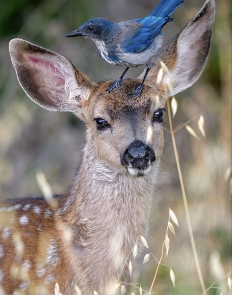 Random Reference Photos Animals, Bird Reference Photos For Artists, Animal Reference Photos For Artists, Landscape Reference Photos For Artists, Deer Photography, Animal Photography Wildlife, Deer Photos, Wild Animals Pictures, Animal Study