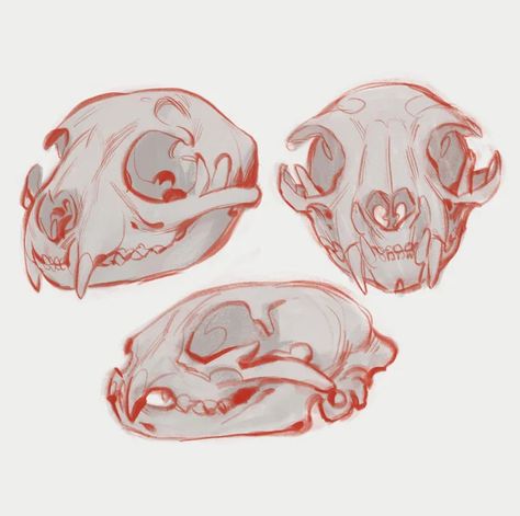 Skull Reference Animal, Cat Skull Reference Drawing, Deer Skull Anatomy, Animal Carcass Drawing, Possum Skull Drawing, Animal Skull Mask Drawing, Canine Skull Reference, Animal Skull Front View, Cat Skull Side View