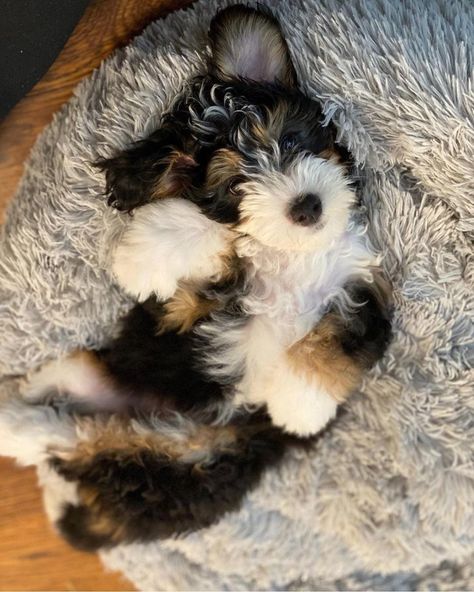 St Bernadoodle, Bernedoodle Haircut Styles, Berne Doodle, Bernie Doodle, Bernadoodle Puppy, Mini Bernedoodle, Bernedoodle Puppy, Very Cute Dogs, Dream Dog