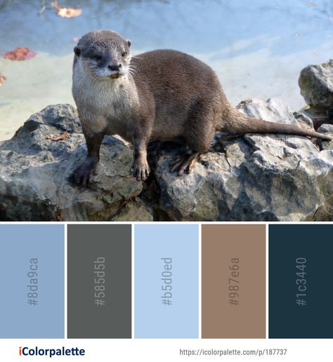 Color palette theme related to fauna, Image, mammal, mink, mustelidae, organism, otter, sea otter, snout, terrestrial animal, wildlife, .  Download color palette as Pdf, Adobe swatch and more. Color Palette Theme, Color Palette Ideas, Palette Design, Palette Ideas, Colour Combos, Animal Wildlife, Sea Otter, Color Palette Design, Living Room Sets Furniture