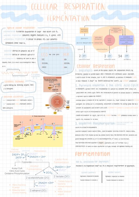 Cellular Respiration And Fermentation, Cellular Respiration Notes Biology, Cellular Respiration Notes, Chem Notes, Notes Biology, Bio Notes, Biology Poster, Learn Biology, Spider Pictures