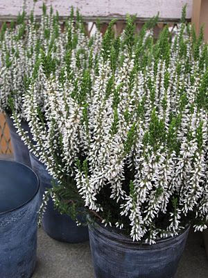 The White List: white heather...Scottish tradition of bringing good luck to the bride and groom Heather Plant, Heather Flower, Bring Good Luck, White Heather, Moon Garden, Language Of Flowers, Buy Plants, White Gardens, Nature Garden