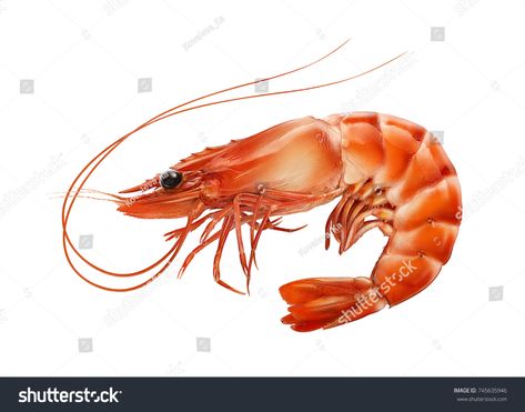 Tiger Shrimp, Pepper Shrimp, Sea Monkeys, Life Drawing Reference, Sea Crab, Curious Creatures, Exotic Fish, Fish Painting, Draw On Photos