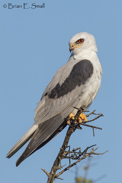 Short Tailed Albatross, Mississippi Kite Bird, Bird Reference Photos Flying, Artic Tern Bird, Kite Bird, White Tailed Kite, Raptors Bird, Warrior Cat Oc, Warrior Cat