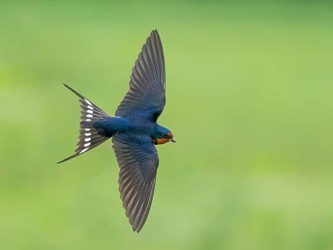 Barn Swallow Identification, All About Birds, Cornell Lab of Ornithology Swallow Flying, Tree Swallow, Barn Swallow, Swallows, All Birds, Bird Garden, Bird Species, Top Photo, Bird Watching