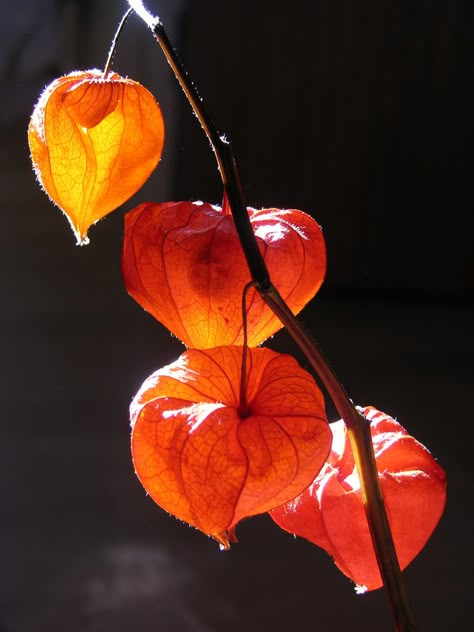 leaf lanterns Bild Gold, Chinese Lanterns Plant, Still Life Pictures, Pastel Sec, Light Study, Chinese Lanterns, Phone Camera, Color Studies, Pretty Plants