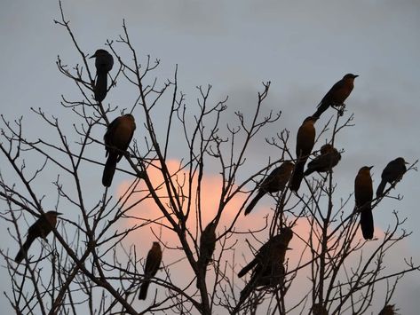 Midwestern Gothic, Birds In Trees, Midwest Gothic, Types Of Trees, Bird Deterrents, Black Birds, When They Cry, Southern Gothic, Gothic Aesthetic