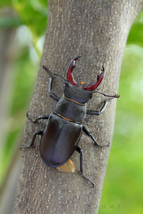 Stag Beetle Aesthetic, Ghoul Summer, Lucanus Cervus, Tb Choi, Interesting Insects, Body Facts, Rhino Beetle, Camels Art, Creepy Animals