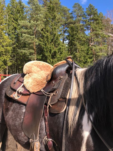 Paint Horse Photography, Horse Float, Trail Ride, Cowboy Aesthetic, Farm Lifestyle, Bay Horse, Western Life, Cowgirl Aesthetic, English Riding