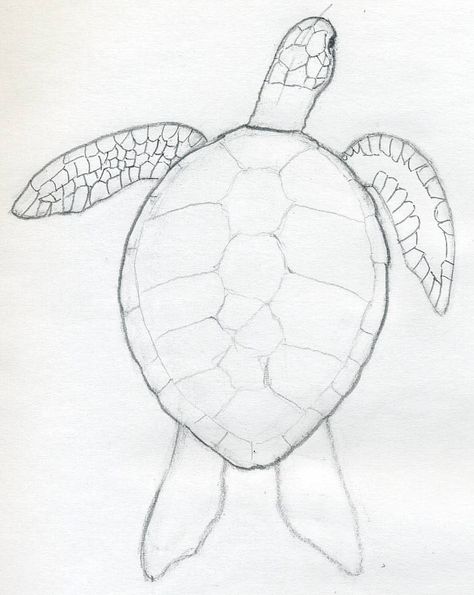 Sea turtle craft Draw A Turtle, Turtle Sketch, Sea Turtle Drawing, Easy Pencil Drawings, Painted Gifts, Life Drawings, Easy Animal Drawings, Turtle Drawing, Drawing Eyes