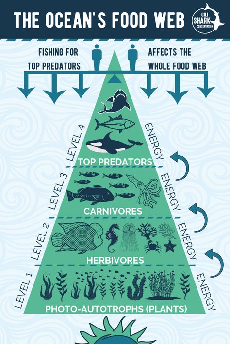 Free info infograhics about marine conservation and plastic pollution Marine Ecosystem Project, Ecosystem Diorama, Marine Food Chain, Ecosystems Diorama, Ocean Food Web, Ocean Food Chain, Oceanography Marine Biology, Education Is The Most Powerful, Ecosystems Projects