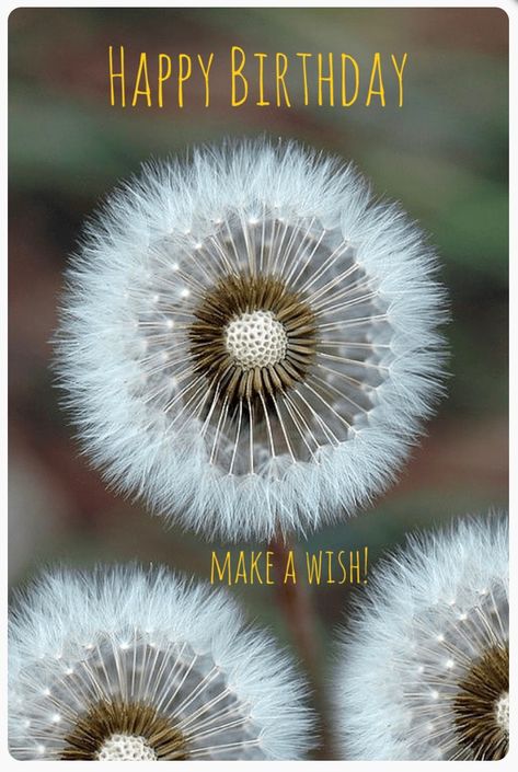 Happy Birthday #Makeawish Foto Macro, Dandelion Clock, Fire Flower, Belle Nature, Dandelion Wish, Foto Tips, Airbrush Art, Seed Pods, Jolie Photo