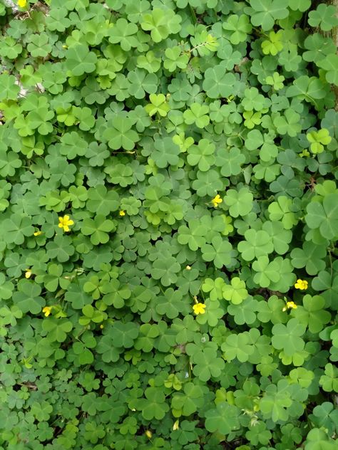 Clover Plant, Clover Wallpaper, Wallpaper For Phone, Scrapbook Printing, Diy Wallpaper, Cute Simple Wallpapers, Cute Little Things, Flowers Nature