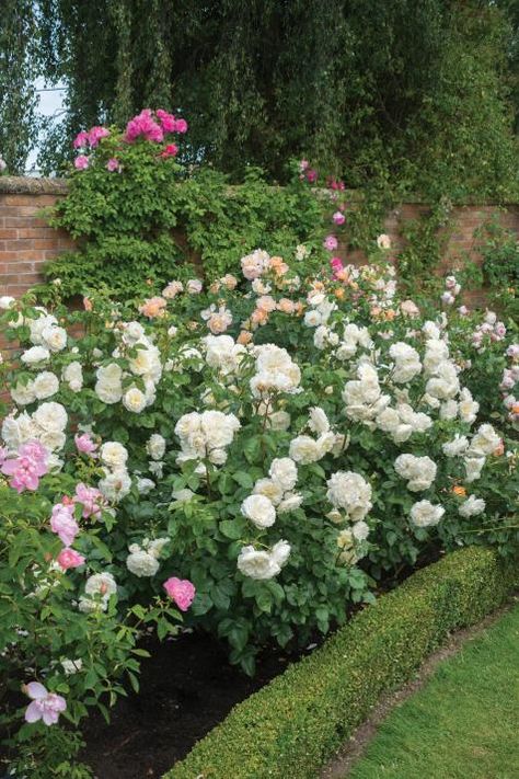 Rose Garden Design, Austin Rose, Shrub Roses, Garden Shrubs, David Austin Roses, Hybrid Tea Roses, David Austin, Fall Plants, English Roses