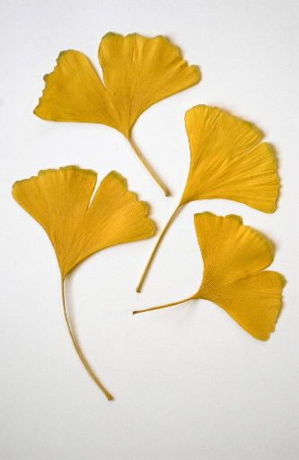 ginkgo branch tattoo - Google Search My Mom Is The Best, Thanksgiving Table Setting Ideas, Led Light Table, Mom Is The Best, Thanksgiving Table Setting, Table Setting Ideas, Ginkgo Tree, Gingko Leaves, Crazy Quilt Blocks