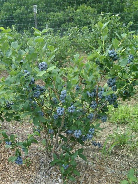 Blueberry Tree, Grow Blueberries, Cheesecake Blueberry, Blueberry Gardening, Blueberry Bush, Cake Blueberry, Herbal Tea Garden, Growing Blueberries, Blueberry Plant