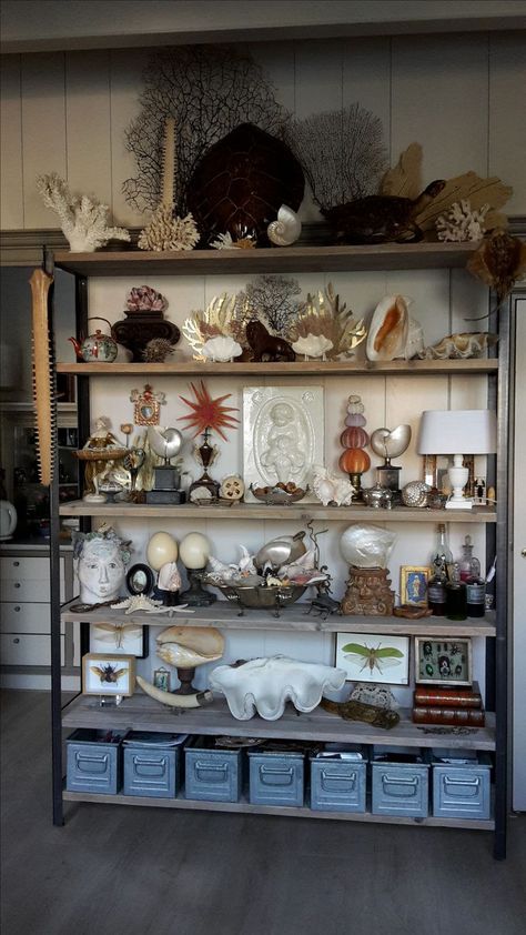 Large Shell Display Ideas, Nature Collection Display, Shell Display Ideas, Shell Collection Display, Crystal Shelf Display, Naturalist Decor, Curiosity Collection, Oddities Decor, Seashell Display