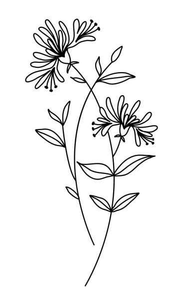 Honeysuckle Flower Sketch, Honeysuckle Stamp Tattoo, Honeysuckle Line Drawing, Honeysuckle Line Art, Honeysuckle Drawing Simple, Dainty Honeysuckle Tattoo, Honeysuckle Outline, Honeysuckle Flower Drawing, Honey Suckle Tattoo Simple