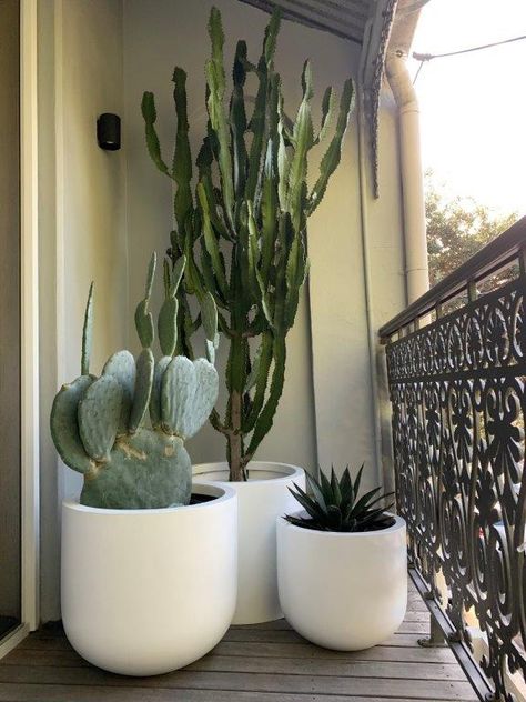 Cactus In Pots Indoor, Cactus In White Pot, Cactus Garden In Pots, Planting Cactus In Pots, Cactus Container Garden, Cactus Planter Ideas Outdoor, Potted Cactus Garden, Potted Cactus Outdoor, Cactus In Pots Outdoor