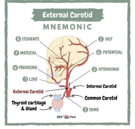 External Carotid Mnemonic #mnemonic #nursingschool #nursingresources - Image Credits: Crystal Deno Anatomy Mnemonics, Emt Study, Medical Terminology Study, Usmle Step 1, Internal Carotid Artery, Medical Mnemonics, Nursing School Essential, Medical School Life, Medicine Notes