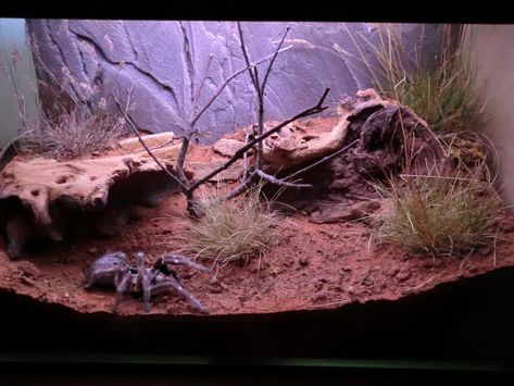 Animals on Pinterest | 19 Pins Tarantula Habitat, Tarantula Enclosure, Rainforest Habitat, Reptile House, Reptile Tank, Pet Enclosure, Aquascape Aquarium, Reptile Enclosure, Vivarium