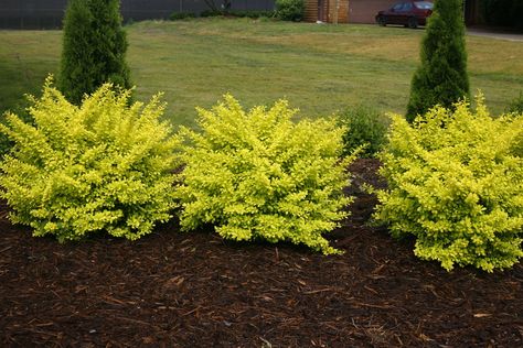 Front Landscaping, Garden Shrubs, Proven Winners, Flower Landscape, Home Landscaping, Landscaping Tips, House Landscape, Front Yard Landscaping Design, Bean Soup