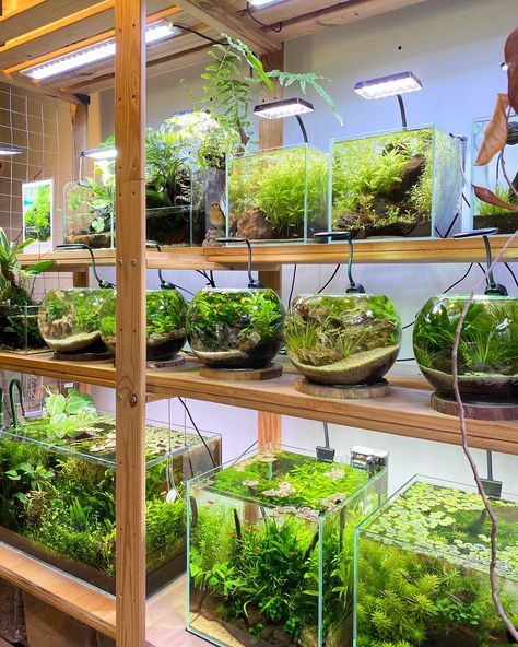 Our aquascape corner is more than just a display—it’s a peaceful retreat where the harmony of nature is captured in glass, inviting you to pause, breathe, and reconnect with yourself 🍃✨ —————— Visit our store: Plantae Lover SS19 Subang Jaya [ 29 Jalan SS19/7, 47500 Subang Jaya, Selangor] Shop on Website: www.plantaelover.shop Operating hours: Mon, Tues 13:00-18:00, Thurs, Fri, Sat, Sun: 11:00-18:00, Closed on Wednesday. #plantaelover #plantshop #aquascape #aquascaping #aquaticplants #aquati... Reconnect With Yourself, Subang Jaya, Aquatic Garden, Aquascaping, Aquatic Plants, Sun, Plants, Glass, Quick Saves