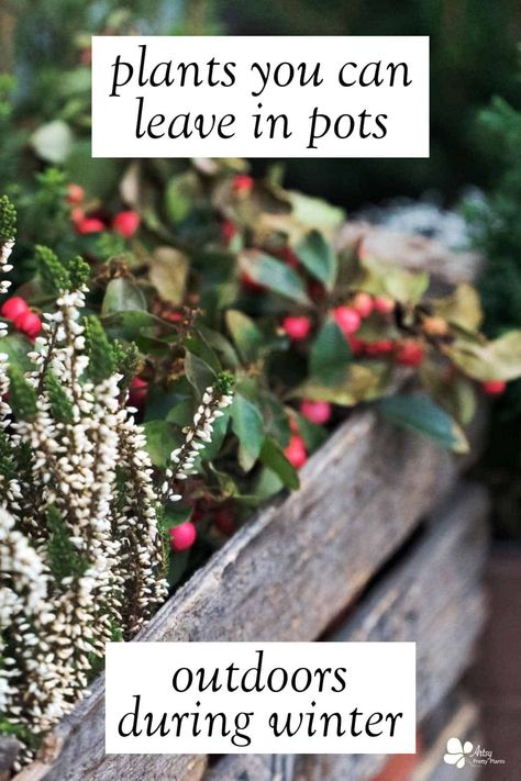 Outdoor Winter Plants, Winter Potted Plants, Best Potted Plants, Plants For Planters, Plants For Pots, Fall Flower Pots, Berry Flowers, Winter Container Gardening, Front Porch Plants