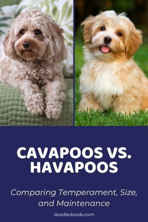 Cavapoo vs Havapoo, Which is Better? Teddy Bear Cut Cavapoo, Havapoo Haircuts, Havapoo Puppies, Cavapoo Breeders, Bear Dogs, Show Dogs, Havanese Dog, Teddy Bear Dog, Puppy Grooming