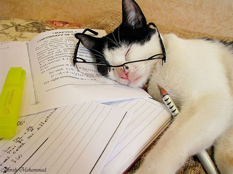 Study  >_<" by ň σ я α н ♥, via Flickr Molduras Vintage, Cat Work, Cat Reading, Photos Originales, Cat Books, Wearing Glasses, Funny Cute Cats, Cats Meow, Beautiful Cats