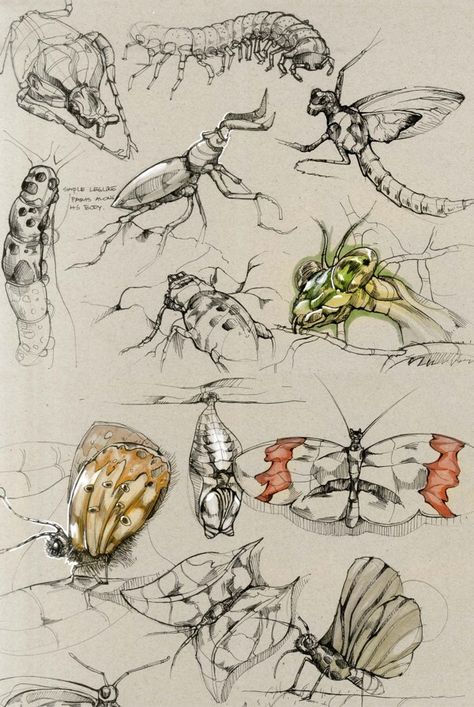 Sketches by Della Tosin, via Behance Insect Drawings, Nature Sketch, Bug Art, Illustration Botanique, Art Pastel, Insect Art, Field Trips, Scientific Illustration, Arte Sketchbook