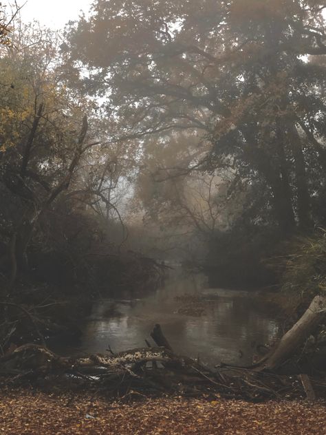 Brown Forest, Green Autumn Aesthetic, Autumn Grunge, Forest Grunge, Brown Forest Aesthetic, Foggy Cottagecore, Forest Fairy Aesthetic, Dark Brown Forest Aesthetic, Foggy Fall Vibe