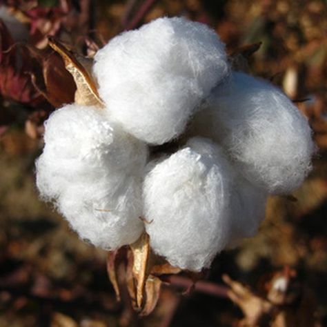 Raw cotton can be spun into yarn. Grow Cotton, Growing Cotton, Cotton Boll, Cotton Plant, Plant Fibres, Cotton Ball, Garden Spaces, Tropical Flowers, Green Thumb